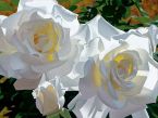 White Roses Aglow
